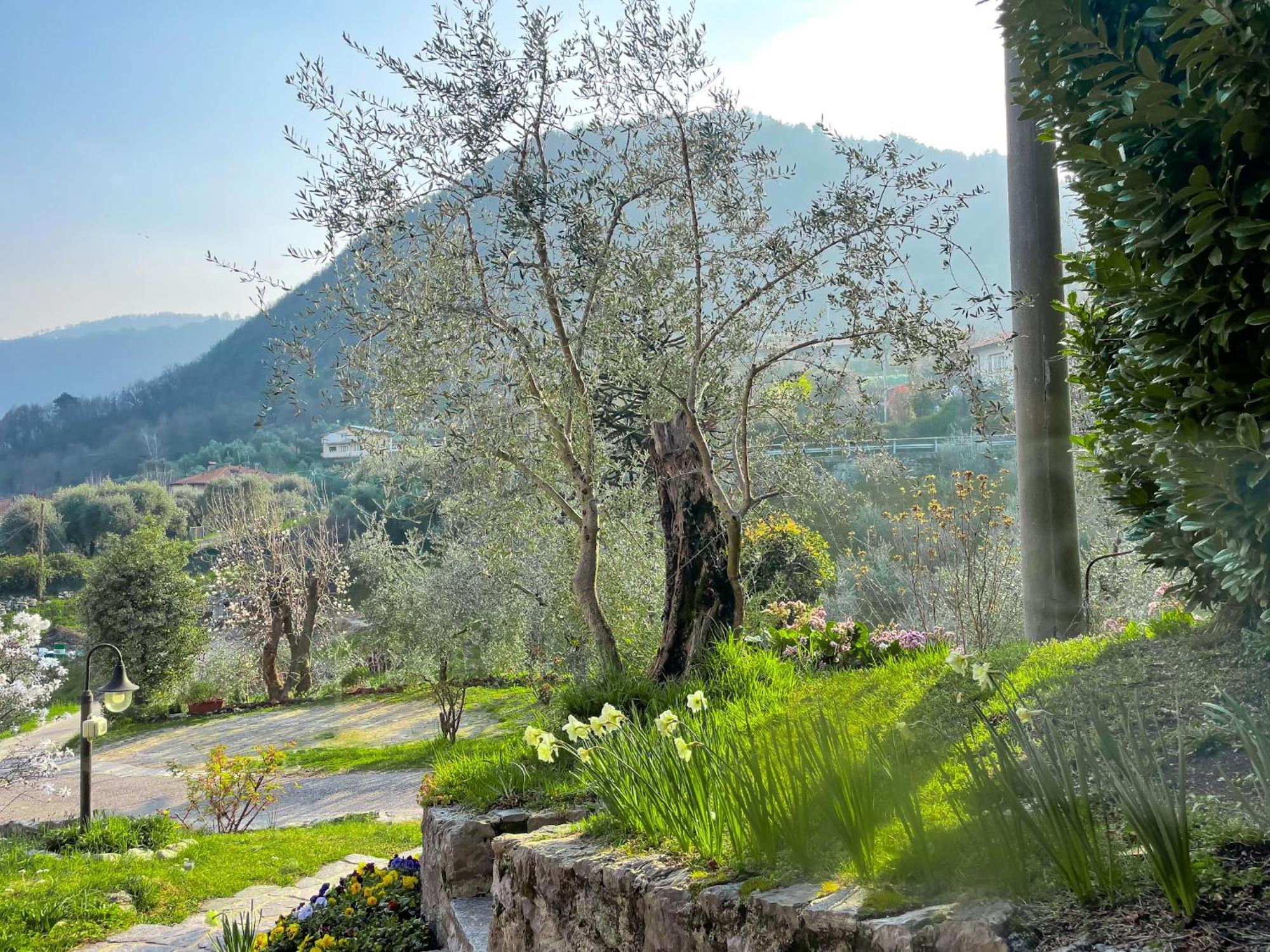 Breva Loft Tra Gli Ulivi Ed Il Lago Bellagio Eksteriør bilde